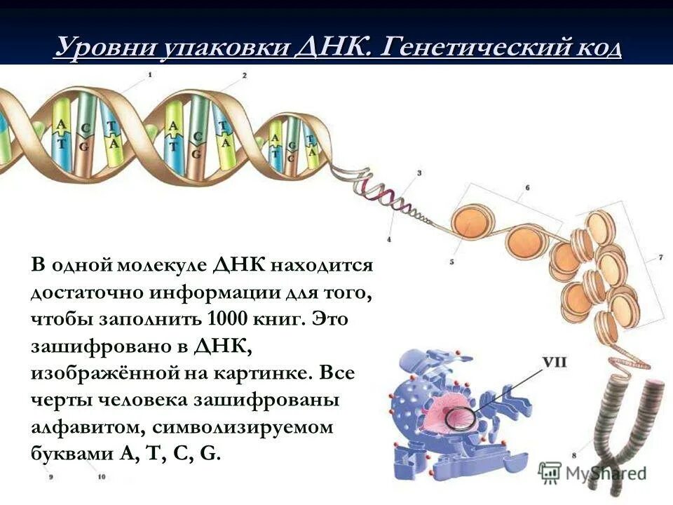 Молекула днк расположена. Код днк. Молекула днк. Строение ядра клетки хромосомы. Строение молекулы днк и рнк.