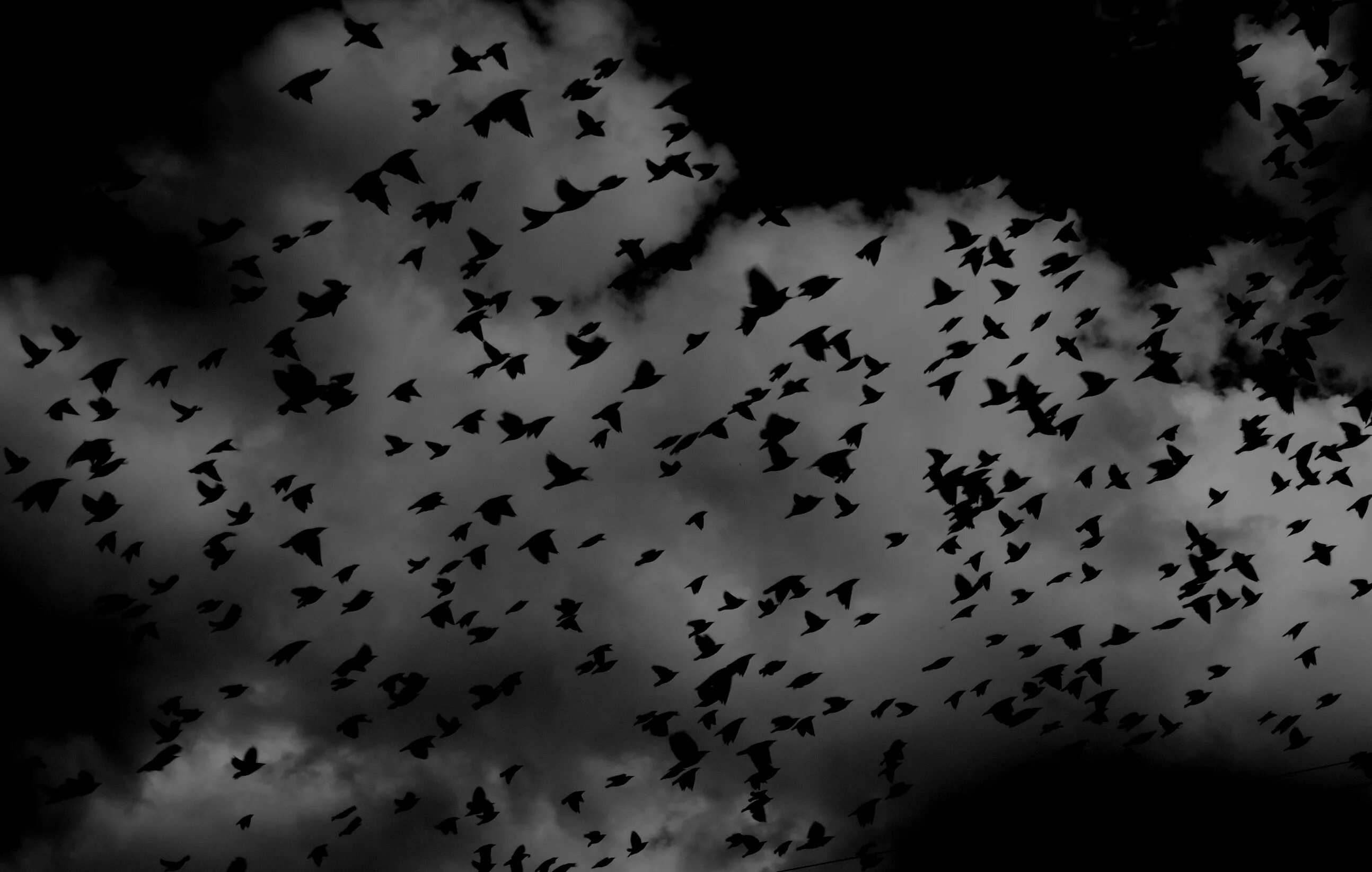 Стая черных птиц. Оден Скотт "стая Воронов". Лавра Киево-Печерская вороны. Вороны в небе. Стая ворон в небе.