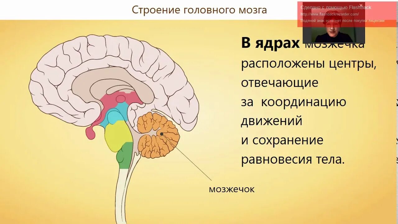 Функции отделов головного мозга. Строение головного мозга человека. Пять отделов головного мозга. Головной мозг человека строение и функции. Какие отделы головного мозга выделяют