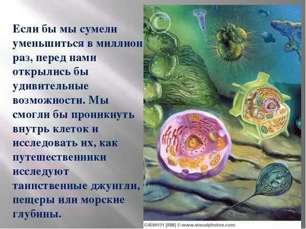 Бактерии окружающий мир. Мини проект по биологии. Бактерии презентация. Мини проект по биологии. Биология 5 значение бактерий в природе и жизни человека.