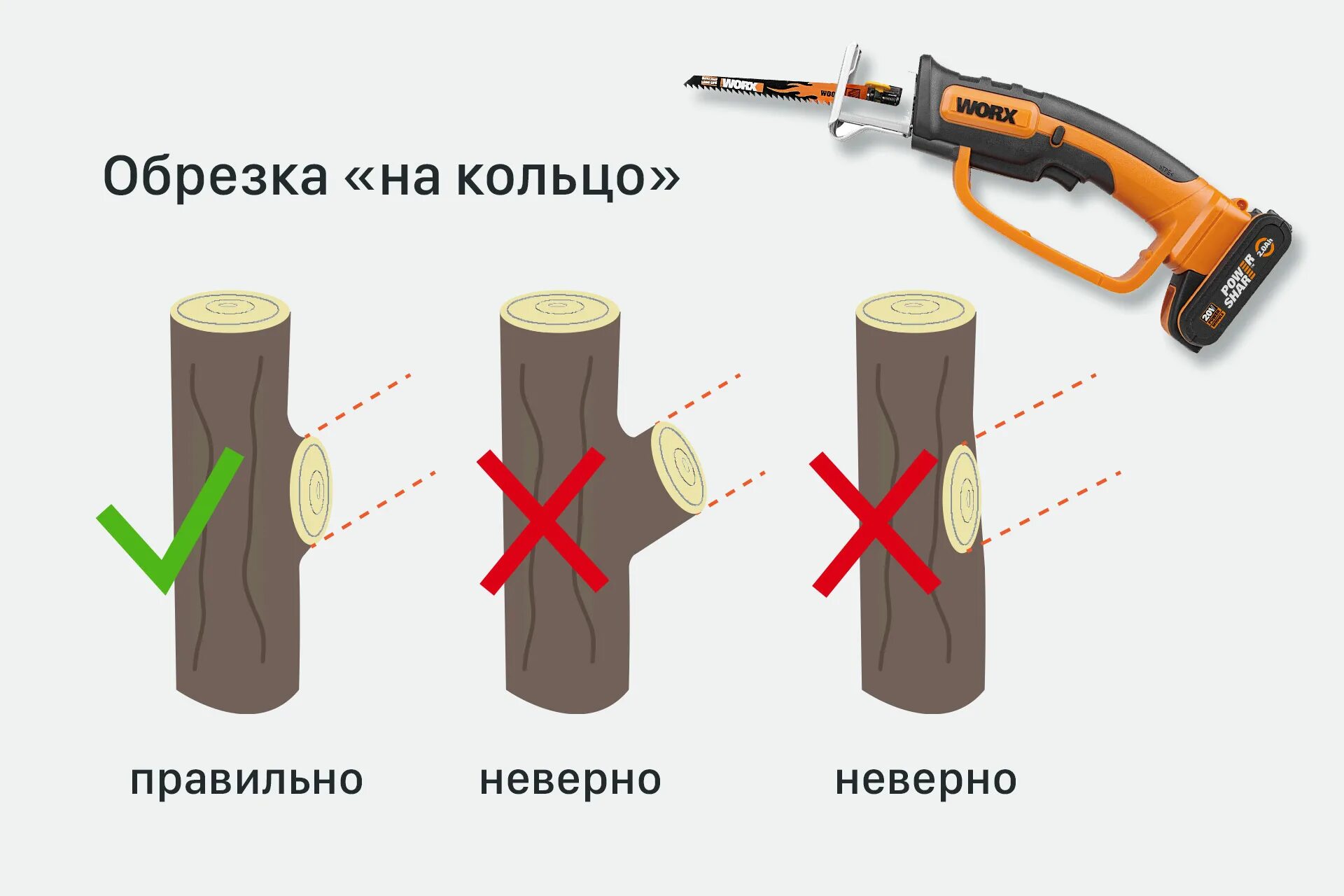 Примеры среза. Обрезка на кольцо. Обрезка деревьев на кольцо. Срез на кольцо. Обрезка веток на кольцо.