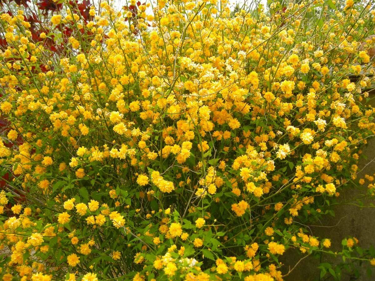 Керрия японская махровая. Керрия японская Pleniflora. Керри японская махровая. Керрия японская Вариегата.