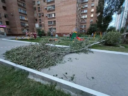 На мальчика упал дерево