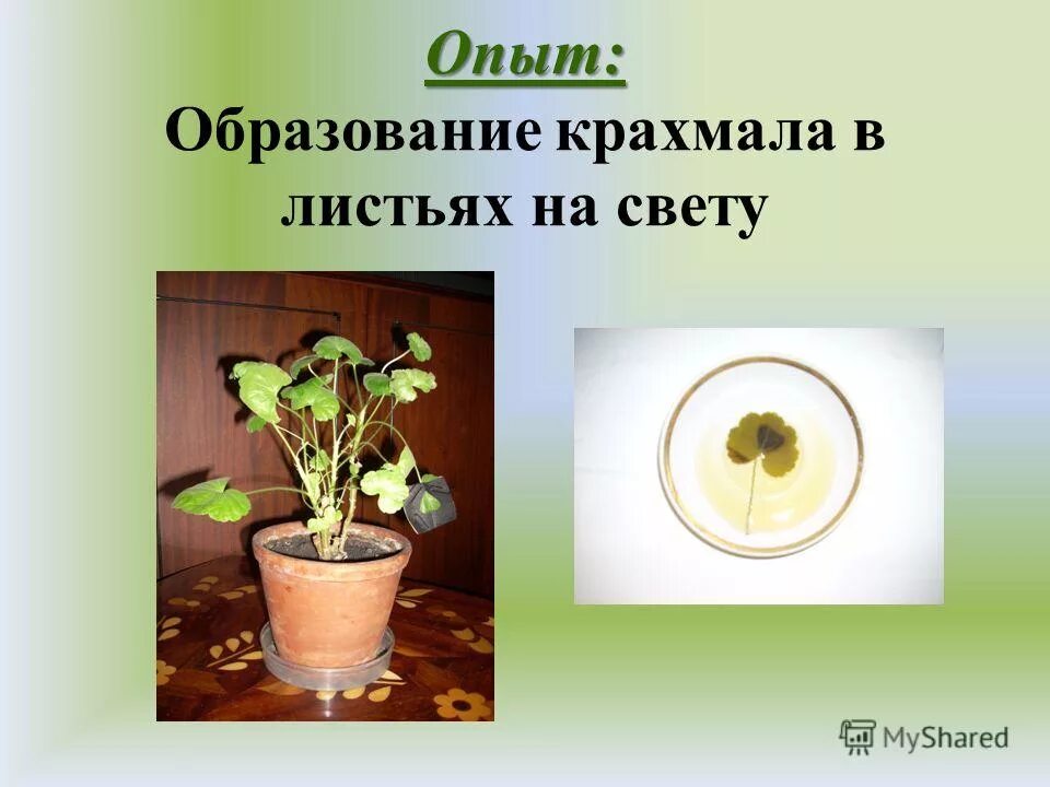 опыт сакса фотосинтез. опят образования крахмала на свету. образование крахмала в растениях. опыт образование крахмала в листьях. юлиус сакс опыт фотосинтез.