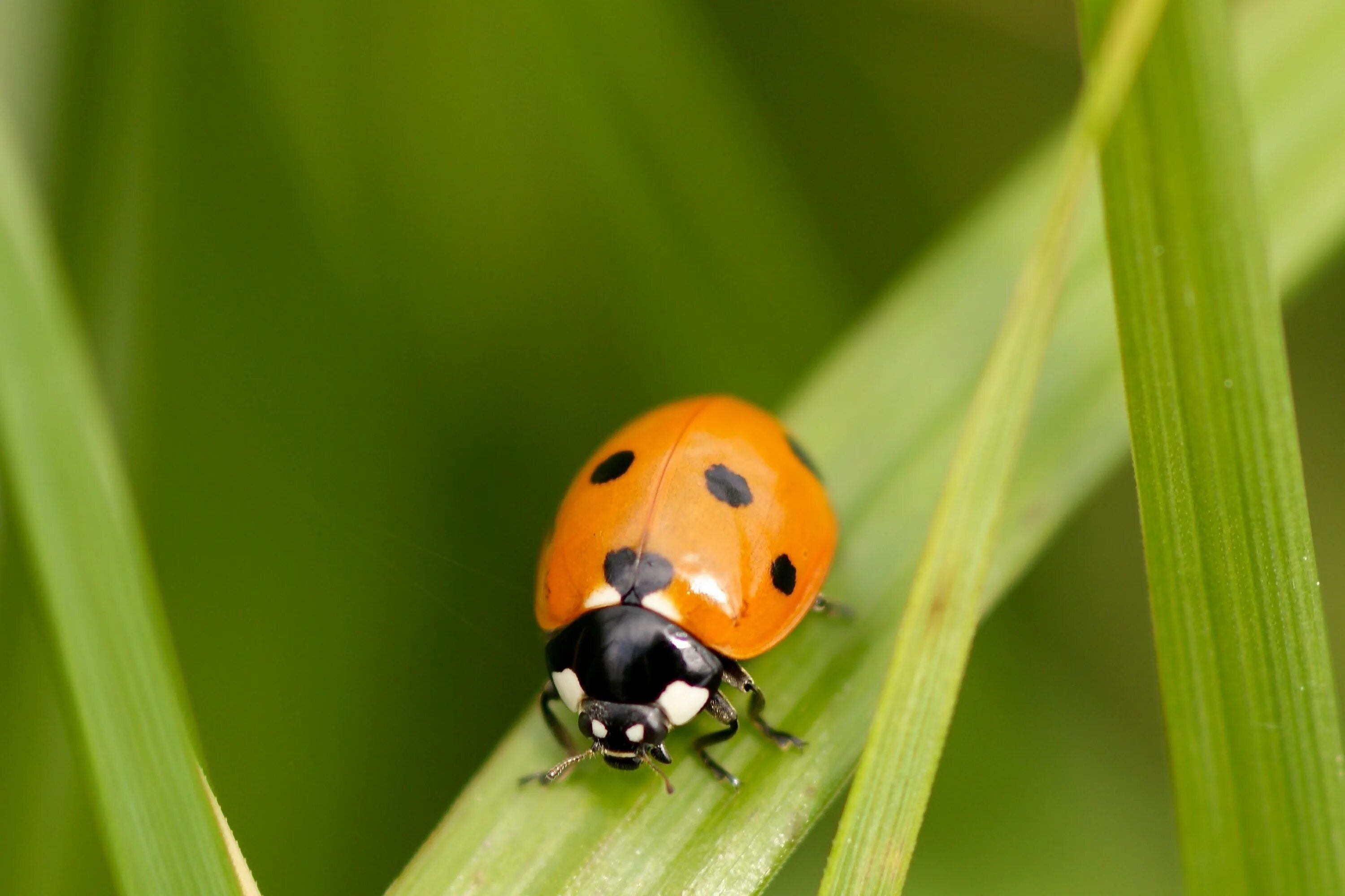 Божья коровка с желтыми пятнами. Жесткокрылые Божья коровка. Ladybird Божья коровка. Люцерновая Божья коровка. Божья коровка желтая оранжевая.