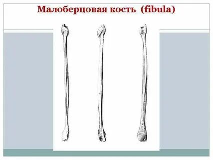 Лопатка отдел скелета