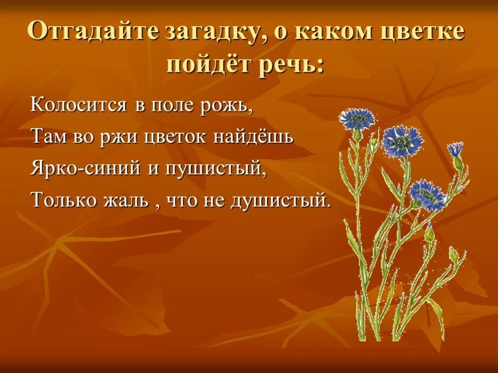 Прочитайте отгадайте загадку почему это растение получило