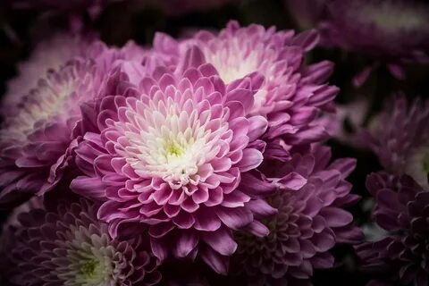 Хризантема purple