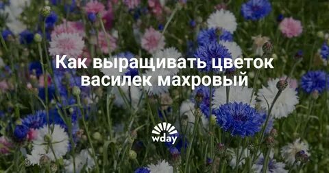 Василек рассада выращивание