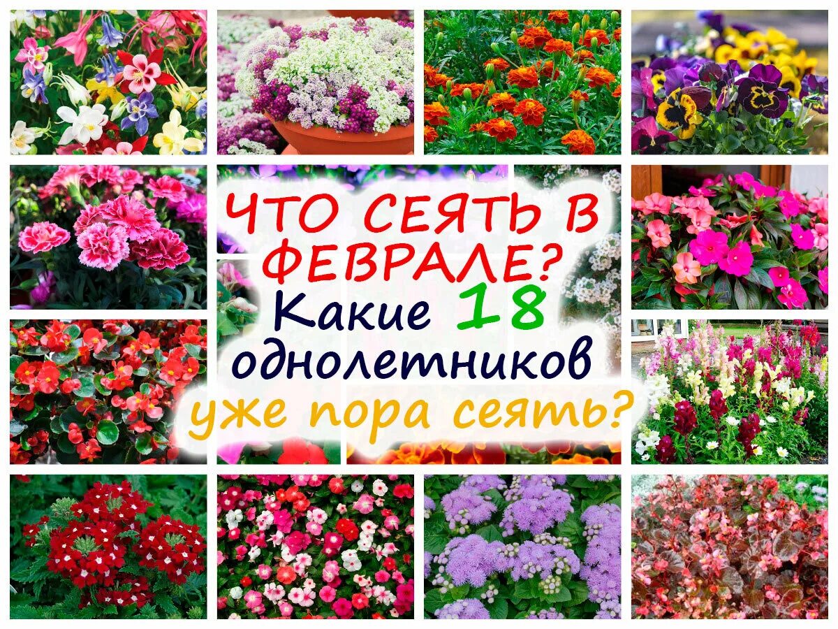 Цветы которые сеют в декабре. Цветы на рассаду в феврале. Цветы рассада. Пикировка петунии. Что можно посадить в феврале.