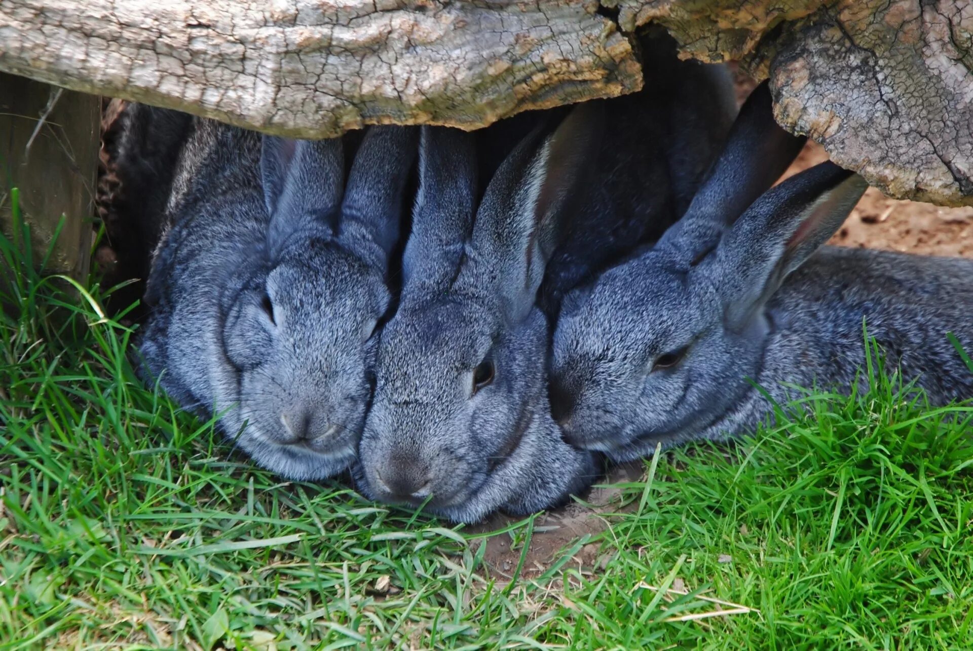 Кролик картинка. Кролики. Кролик фото. Крольчата. Кролики в Австралии.