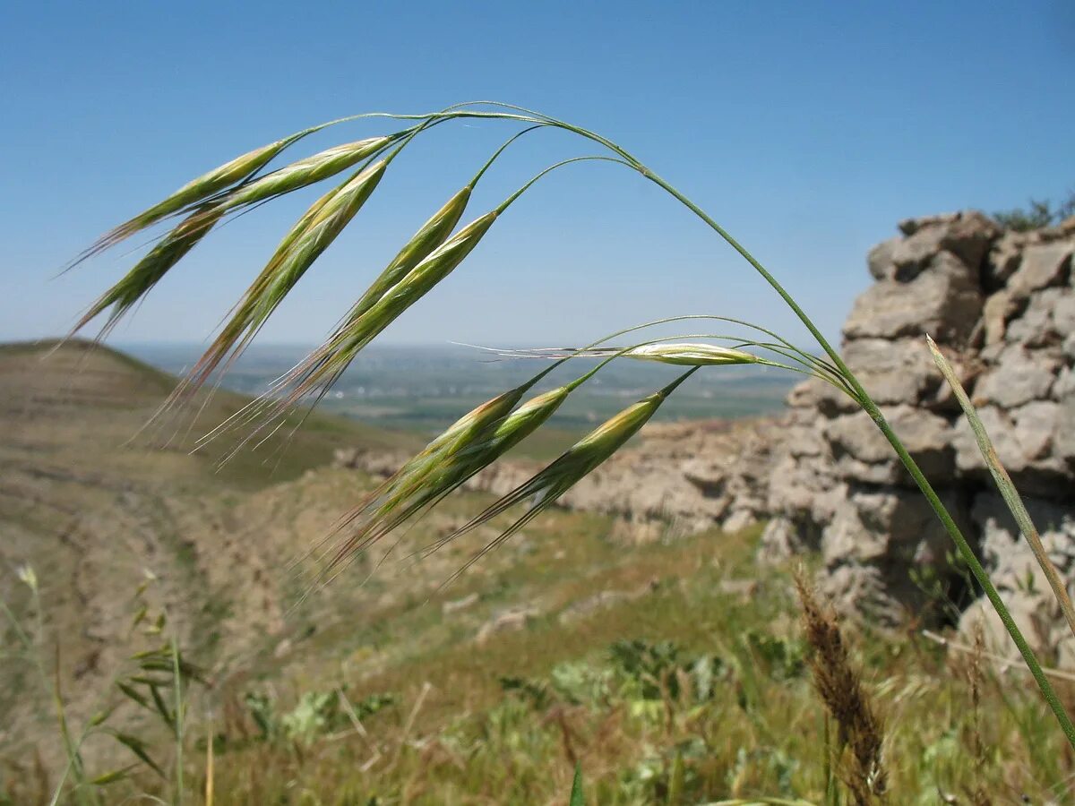 Костер полевой. Костёр ржаной (Bromus secalinus). Bromus japonicus. Ежовник Bromus. Bromus danthoniae.