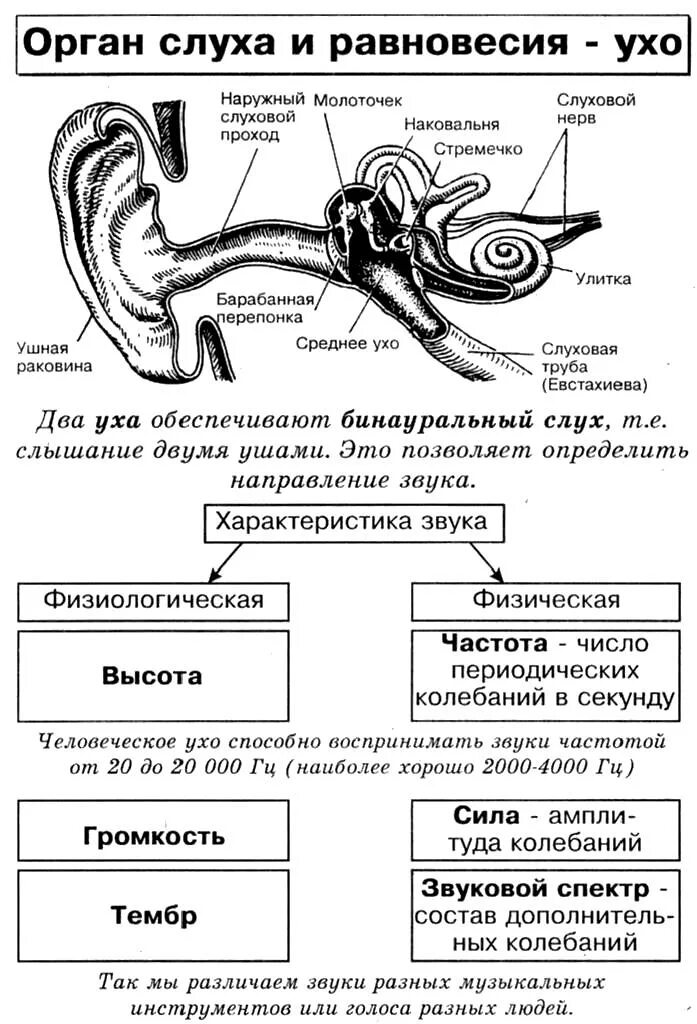 Орган слуха слуховой анализатор таблица. Слуховой анализатор таблица 8 класс биология. Анализаторы слуха и равновесия 8 класс биология. Строение слухового анализатора 8 класс биология.