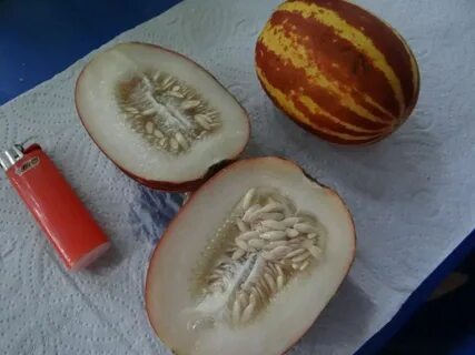 Мини дыня вьетнамская