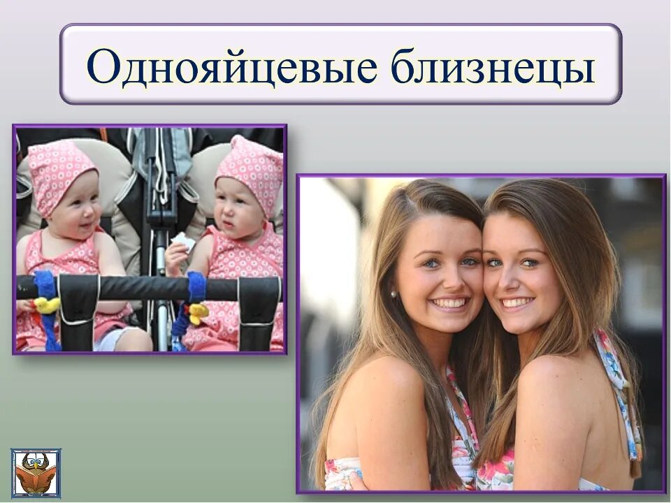 Совпадение признаков у однояйцевых и разнояйцевых близнецов