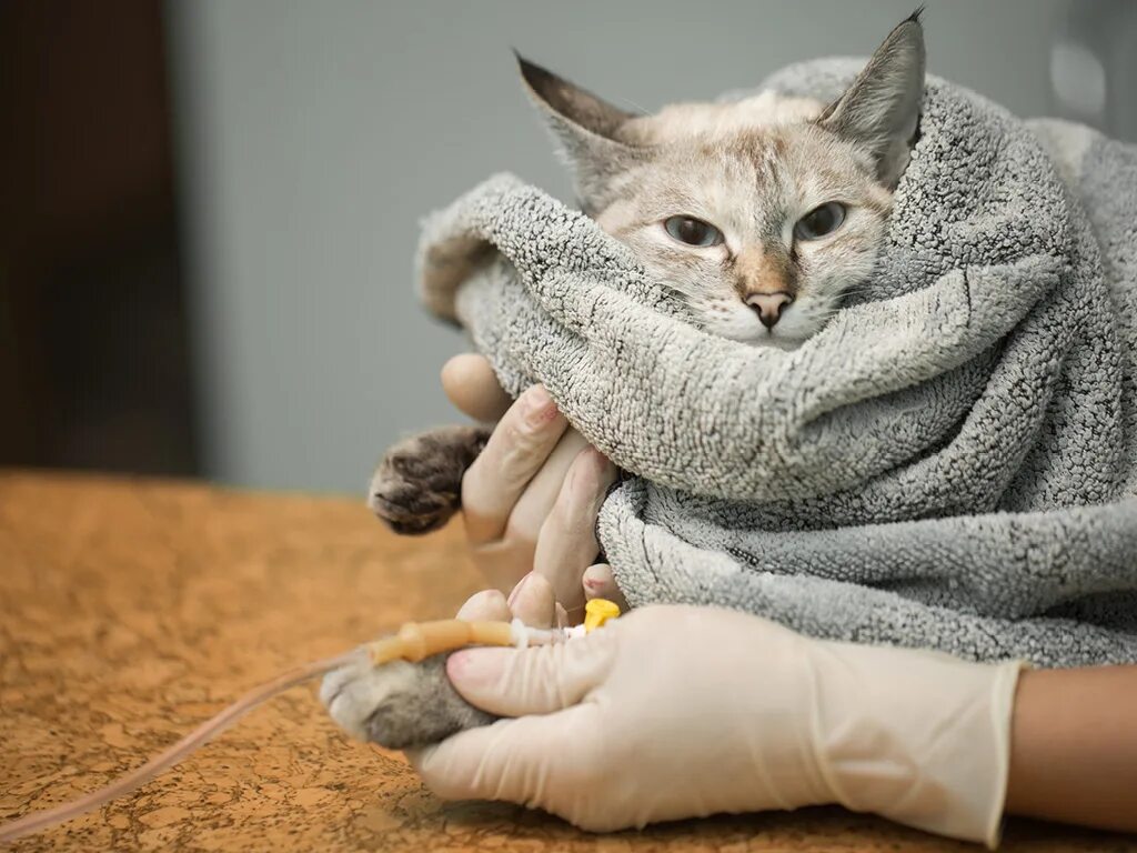 Кот дергается что это