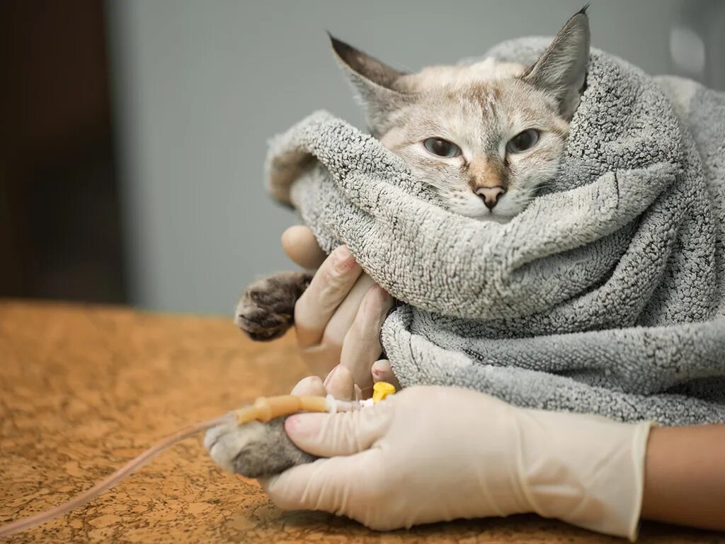 Грипп котов. Кошка с непростой судьбой. Blanket Cat.