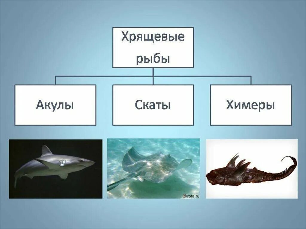 Класс хрящевые рыбы представители. Представители хрящевых рыб 7 класс. Биология представители класса хрящевые рыбы. Многообразие рыб: класс хрящевые рыбы. Назовите классы рыб