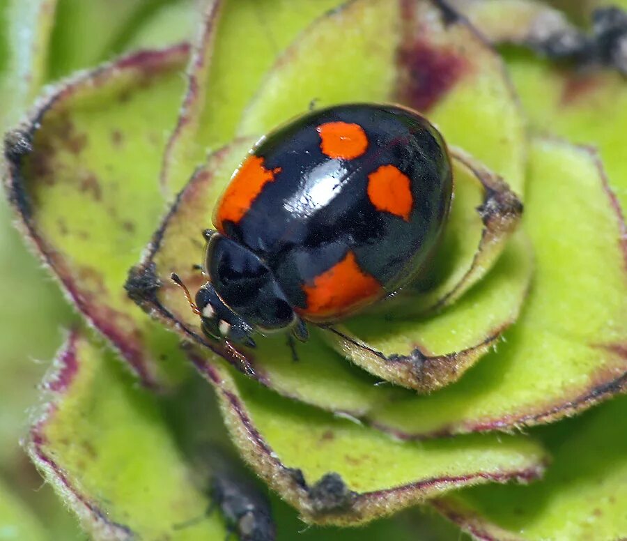 Божья коровка черные точки. Божьей коровки Adalia bipunctata. Двухточечная Божья коровка. Коровка двухточечная (Adalia bipunctata). Божья коровка двухточечная черная.