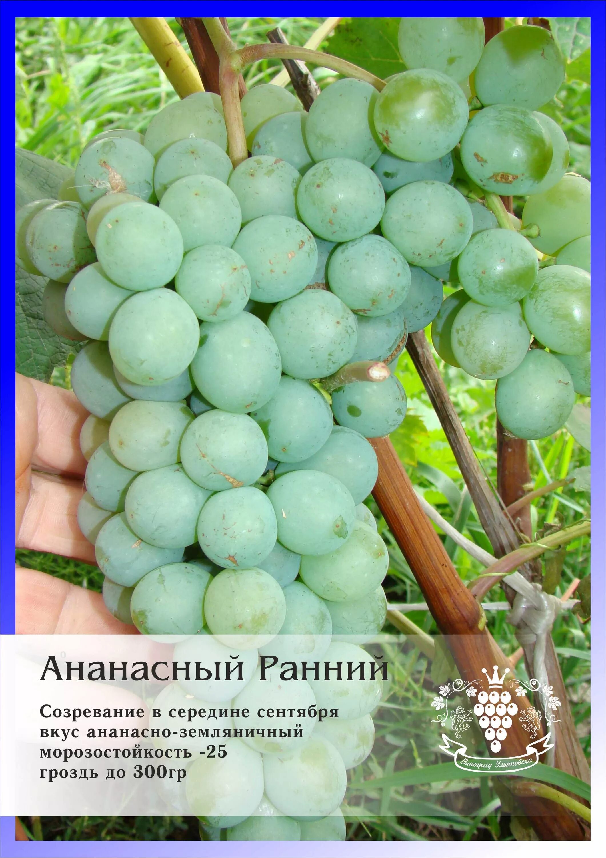 Виноград Ананасный ранний: описание, характеристики, уход, выращивание, фото, от