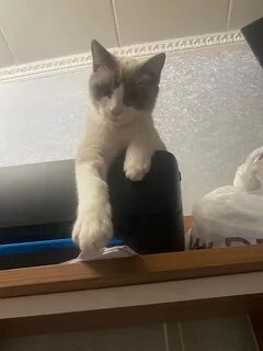 Скорее кота