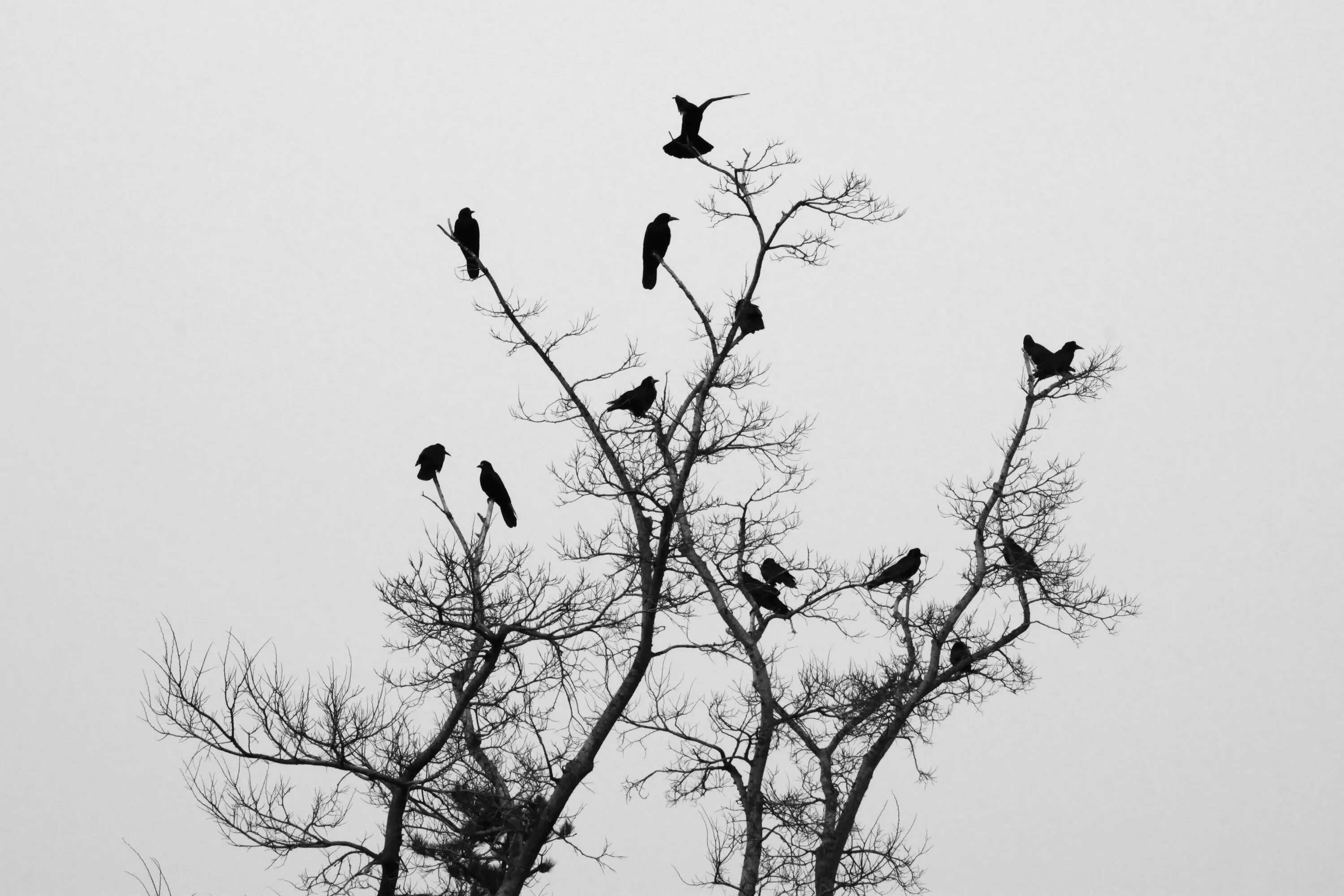 На ветке дерева сидели птицы. Птицы на дереве. Силуэт дерева. Вороны на ветке. Ветка дерева.