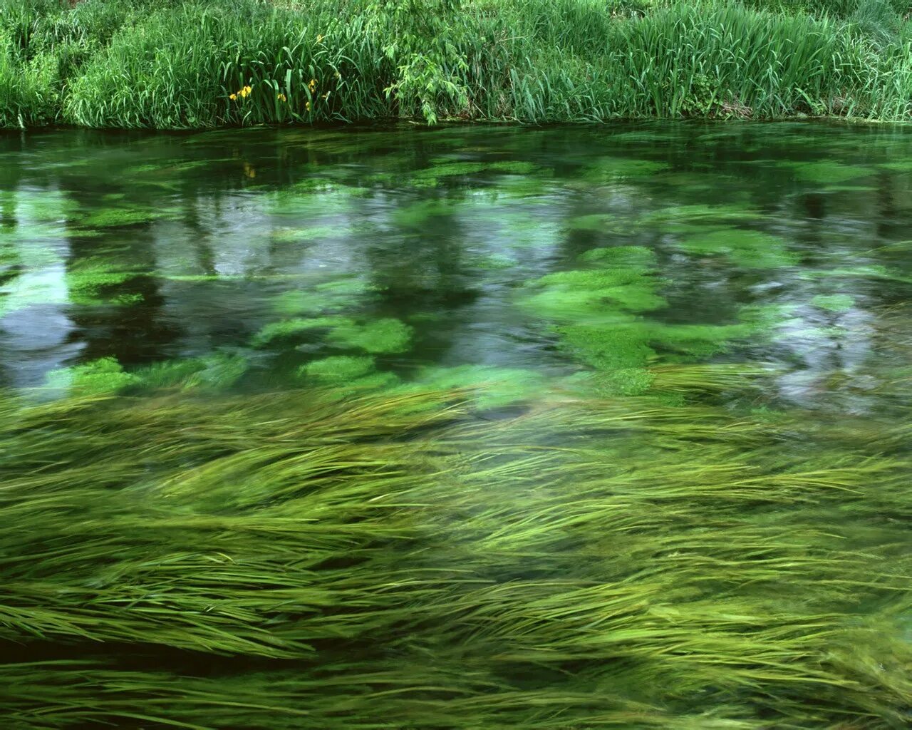 Какие болотная зеленое. Термофильные синезеленые водоросли.