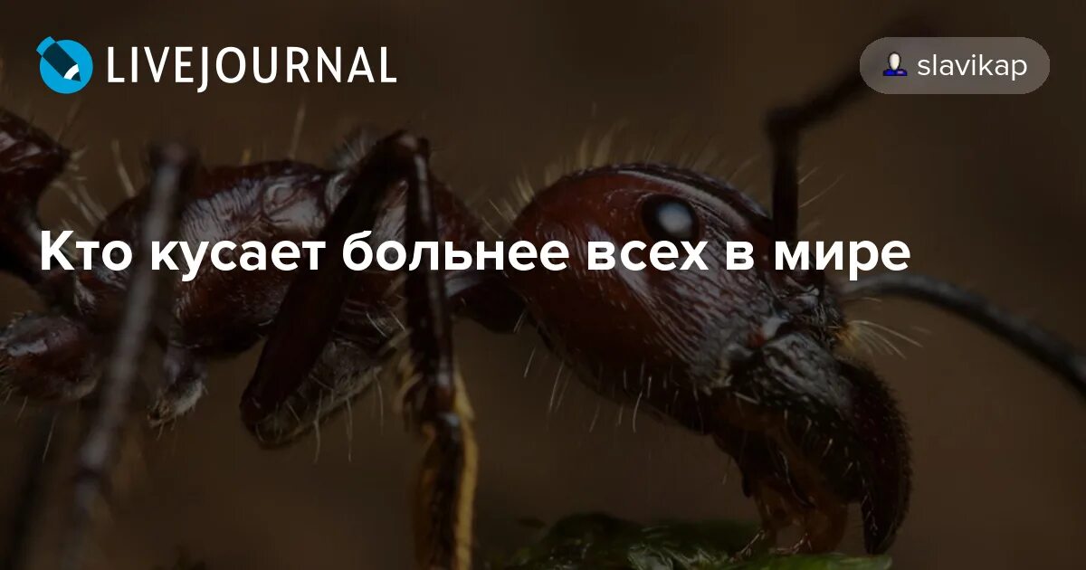 Она больно кусает. Девушка кусает губы. Она больно кусает. Она больно кусает. Желание кусать человека.