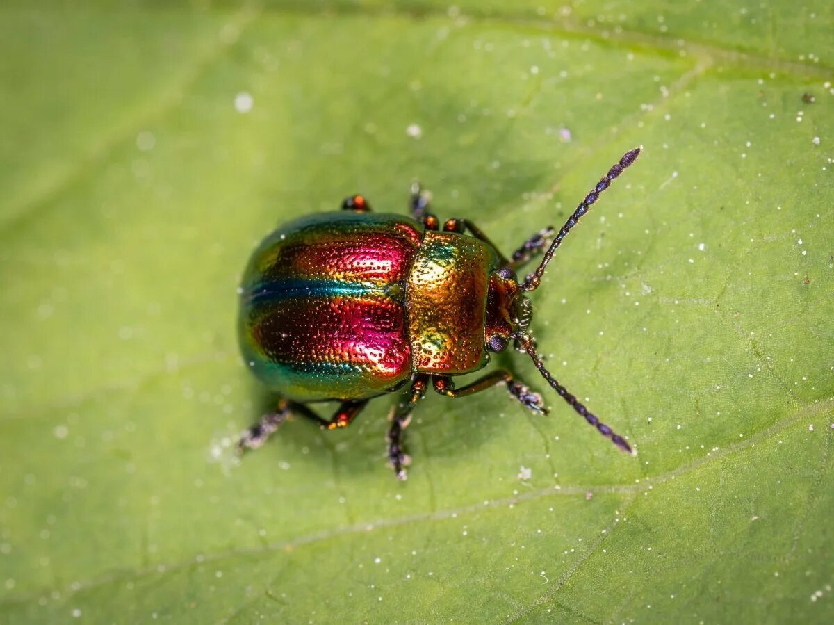 Жук сайт производителя. Жук Листоед ясноточный. Листоед ясноточный (Chrysolina fastuosa). Жук Листоед гречишный. Азиатский Жук Листоед.