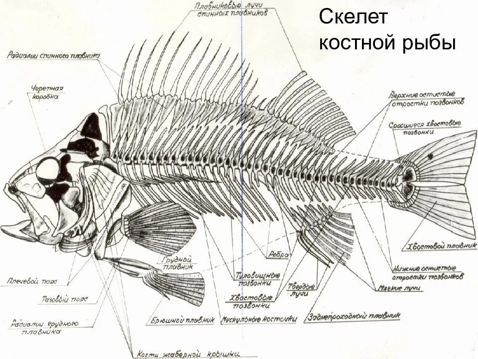 Внутренний скелет костной рыбы. Строение скелета карпа. Внутренний скелет рыбы схема. Строение скелета костистой рыбы. Скелет костистой рыбы окуня.
