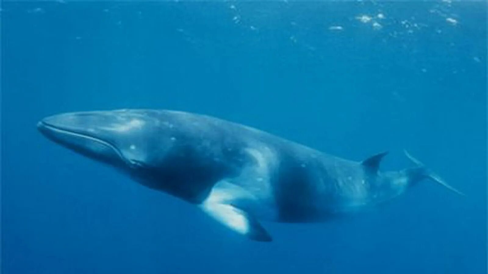 Финвал и сейвал 9 букв сканворд. Финвал и сейвал 9 букв сканворд. Сейвал. Финвал и сейвал 9 букв сканворд. Финвал и сейвал 9 букв сканворд.