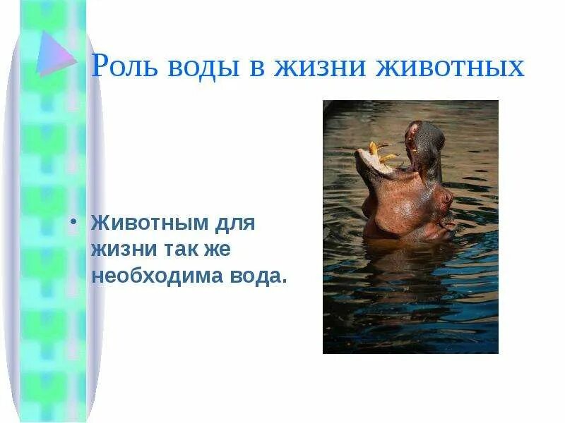 Для чего нужна вода животным окружающий. Вода в жизни животных.