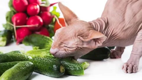 Cat vegetables