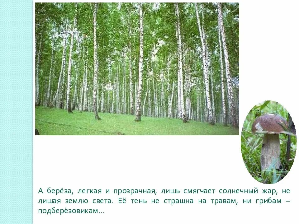 Природное сообщество лес. Природные сообщества береза. Сообщение о природном сообществе лес. Природное сообщество березовый лес