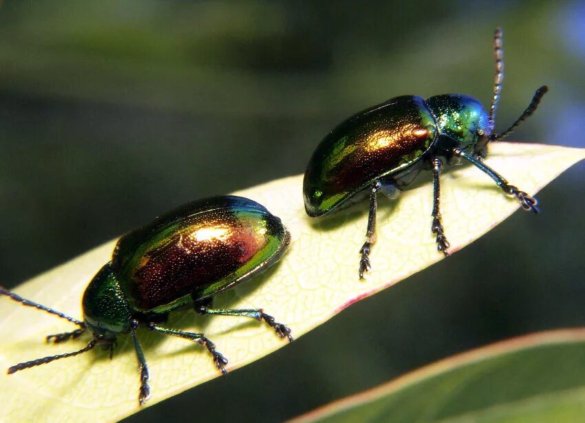 Что это за жук. Chrysochus auratus жук. dogbane leaf beetle – жук-листоед, chrysochus auratus. chrysolina coerulans. яванский листоед.