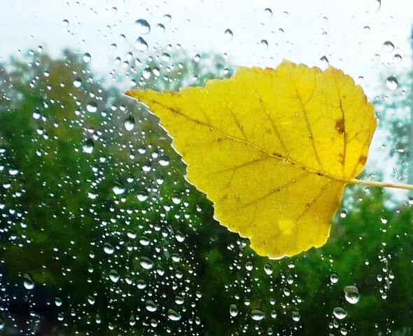 Yellow rain. желтый дождь. зонт желтый. Eastetic yellow rain. осень дождь.