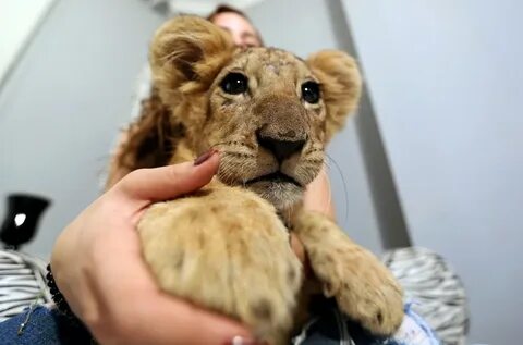 Lion pets