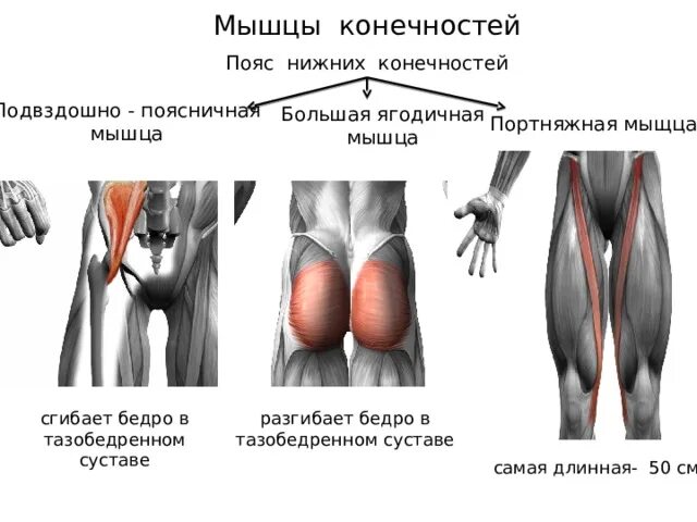 Гни нижний. Ягодичные мышцы расположение. Мышцы пояса нижней конечности. Портняжная мышца функции. Портняжная мышца прикрепление.