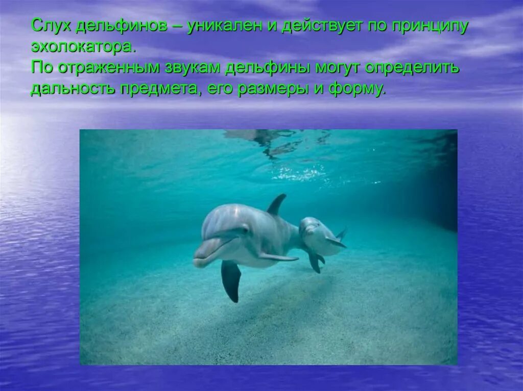 Дельфин какой звук. Слух дельфинов. Загадки о дельфине для школьников. Дельфины самая интересная загадка природы. Дельфины доклад.