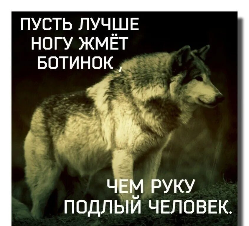 Волк новое слово. Пусть лучше ногу жмет ботинок чем. Пусть лучше ногу жмет ботинок чем руку подлый человек. Крутые фразы про Волков. Фразы волка.