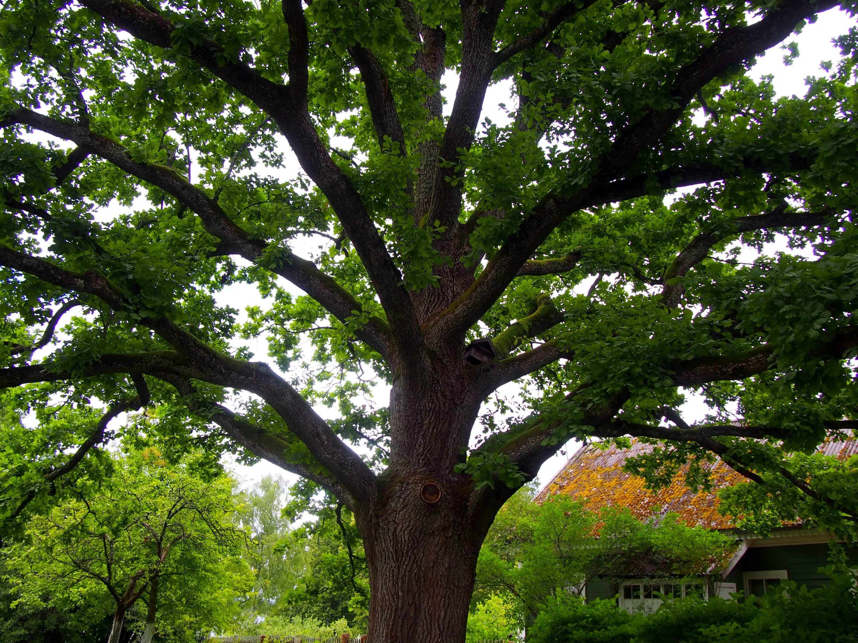 красивый дуб. бук северной америки. дуб черешчатый тип посадки. додонский дуб. кроны деревьев.