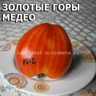 Томат золотые горы медео характеристика и описание