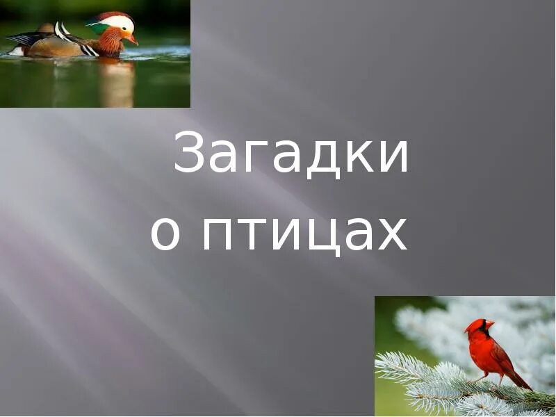 День птиц загадки. Загадки про птиц. загадки про птиц для дошкольников 5-6. загадка лошадь и птица.