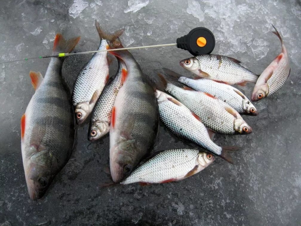 Ловля плотвы на безмотылку зимой. Чебак плотва сорога. Зимняя рыбалка на плотву на безмотылку. Мормышка гвоздешарик безмотылка. Безмотылка елец сорожка.