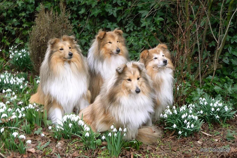 шелти питомник