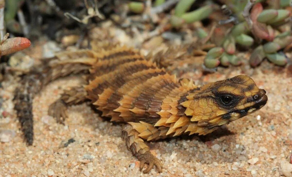 Обыкновенный поясохвост. Ящерица малый поясохвост. Ящерица дракончик поясохвост. Золотистый поясохвост. Армадилло поясохвост.