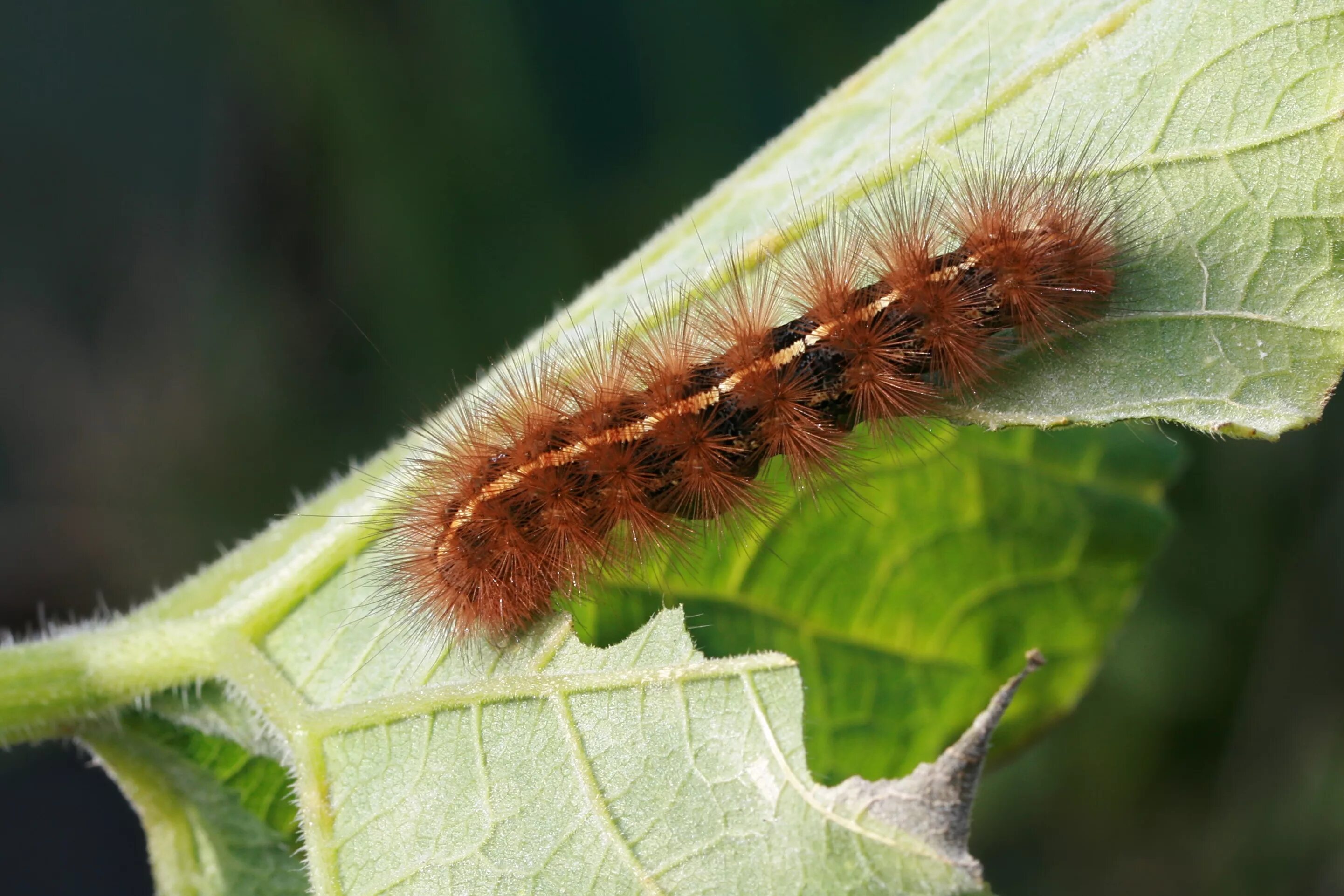 Характеристика гусениц. Ивовая волнянка куколка. волнянка росса. spilosoma lutea гусеница. луговой мотылек гусеница.
