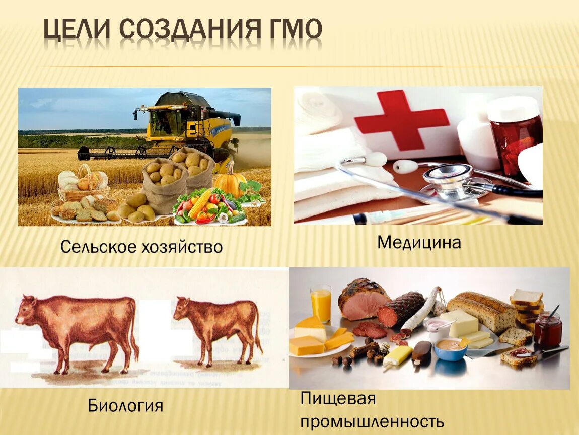 Создание гмо. Цель разработки гмо. Основные этапы создания гмо. Цели создания гмо. Создание гмо схема.