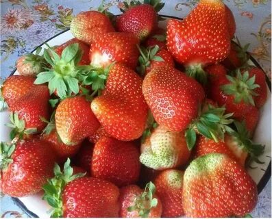 Клубника мурано характеристики