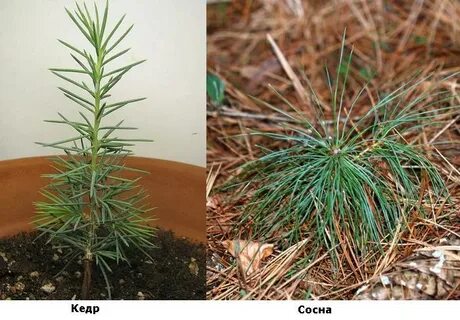 Чем отличается кедр